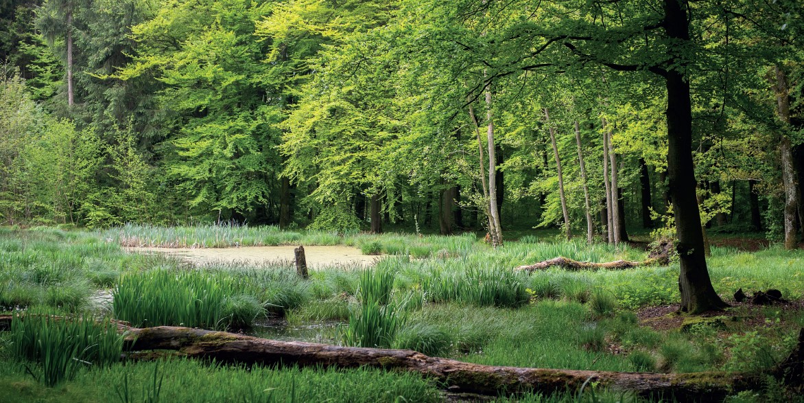Biodiversitet – site
